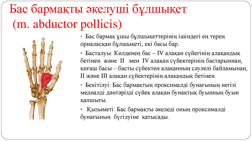 Бас бармақты әкелуші бұлшықет (m. abductor pollicis)