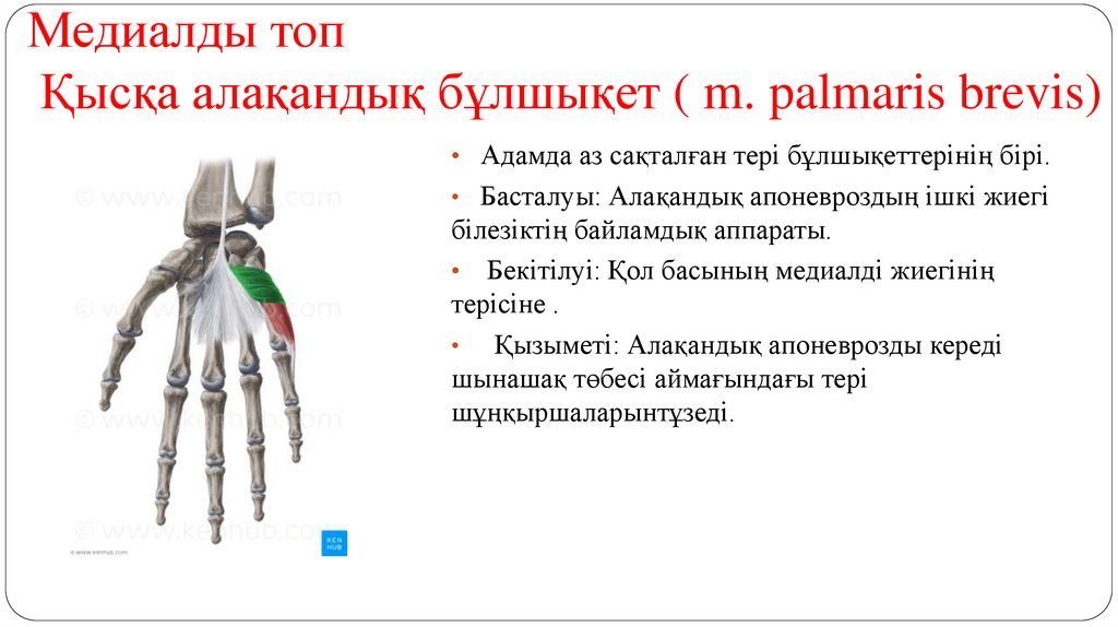 Медиалды топ Қысқа алақандық бұлшықет ( m. palmaris brevis)
