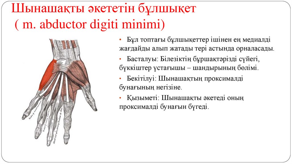 Шынашақты әкететін бұлшықет ( m. abductor digiti minimi)