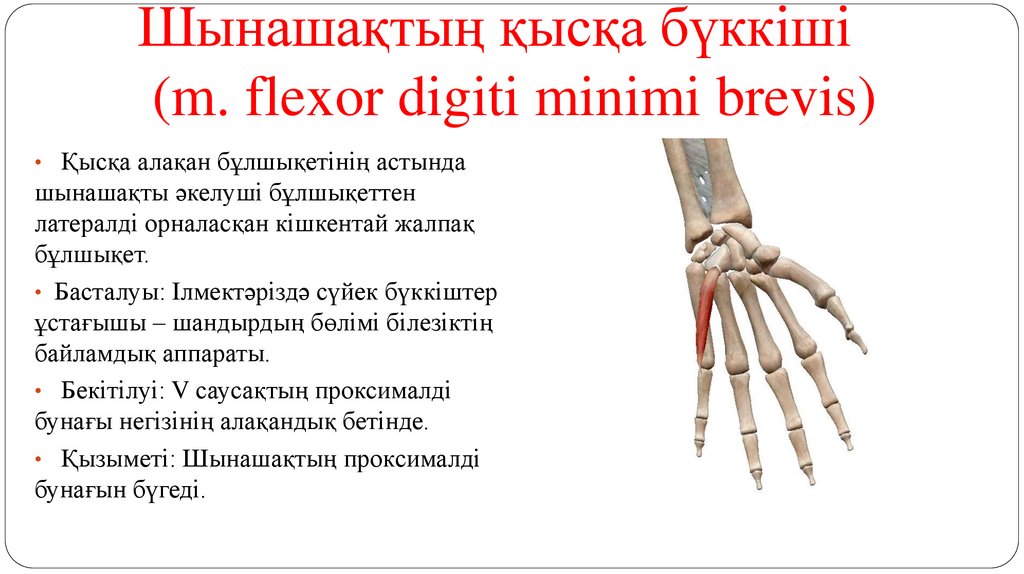 Шынашақтың қысқа бүккіші (m. flexor digiti minimi brevis)