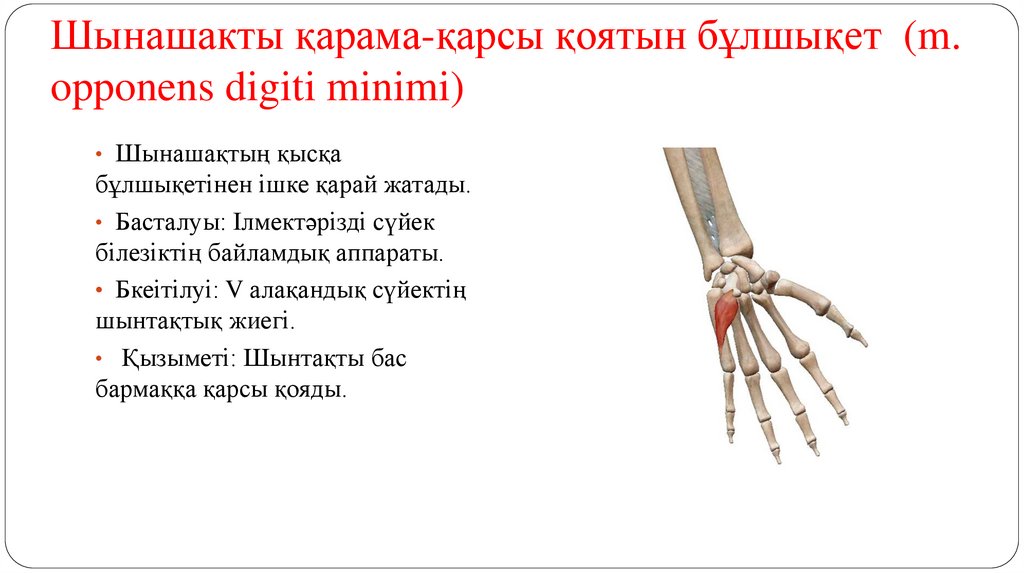 Шынашакты қарама-қарсы қоятын бұлшықет (m. opponens digiti minimi)