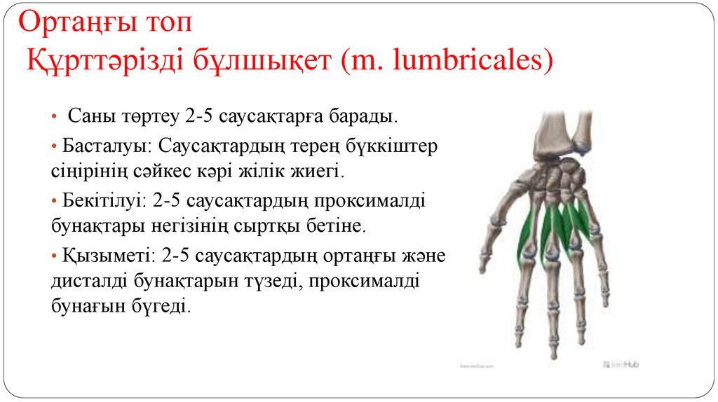 Ортаңғы топ Құрттәрізді бұлшықет (m. lumbricales)