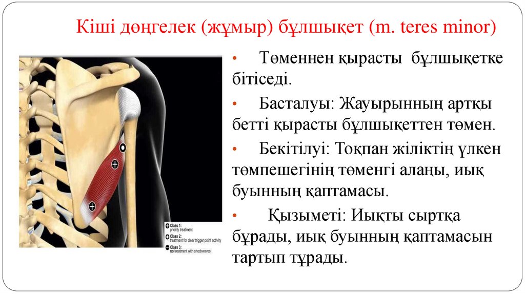 Кіші дөңгелек (жұмыр) бұлшықет (m. teres minor)