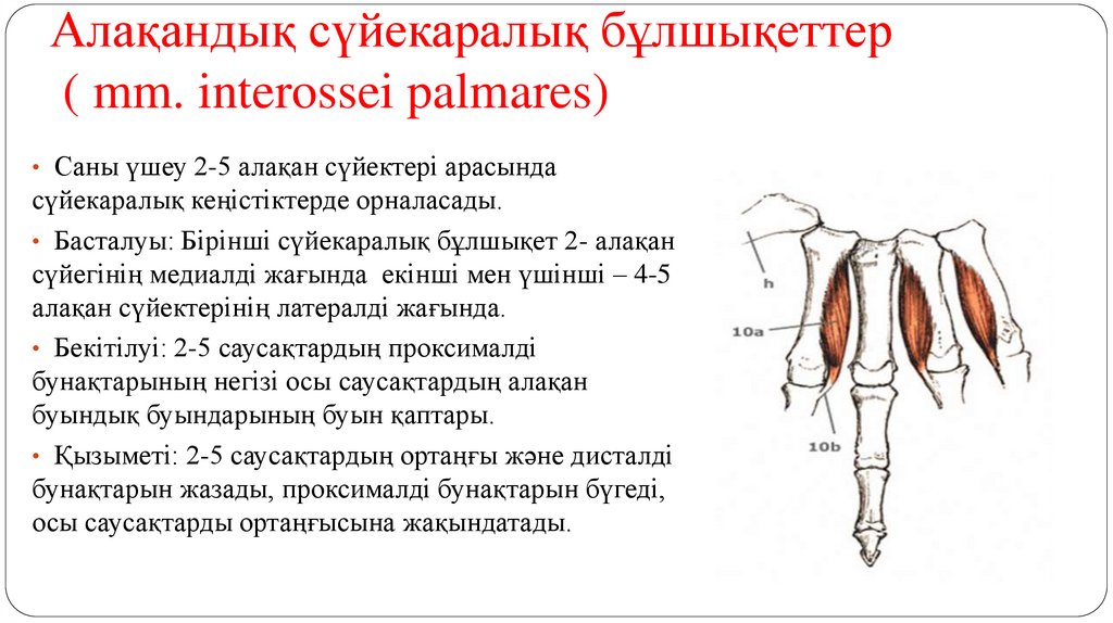 Алақандық сүйекаралық бұлшықеттер ( mm. interossei palmares)