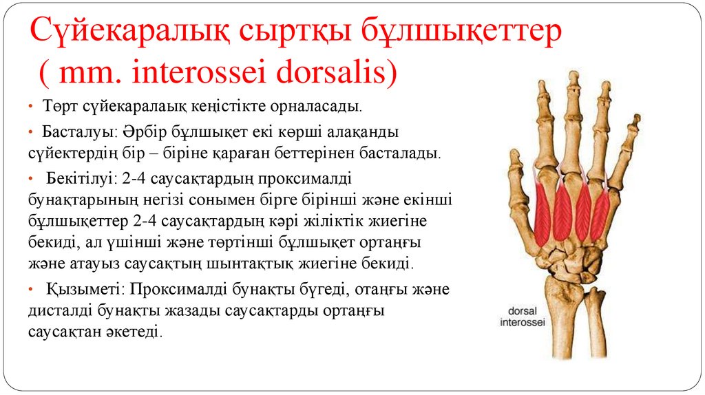 Сүйекаралық сыртқы бұлшықеттер ( mm. interossei dorsalis)