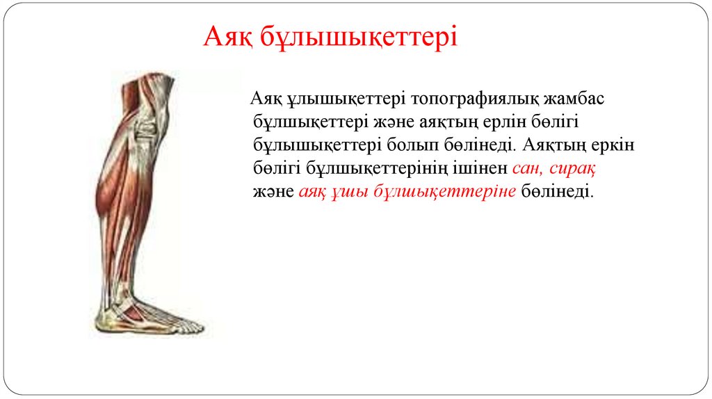 Аяқ бұлышықеттері