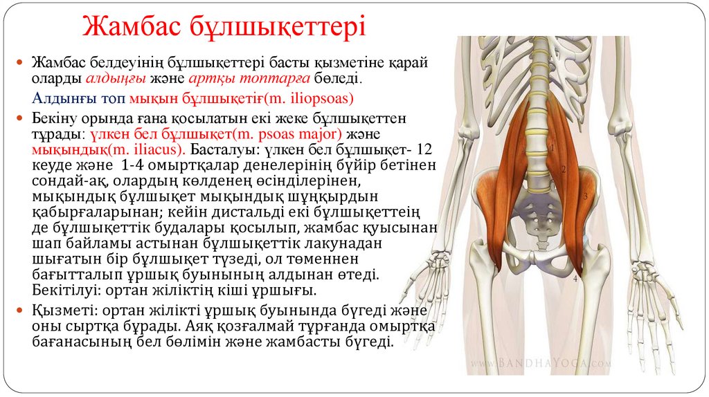 Жамбас бұлшықеттері