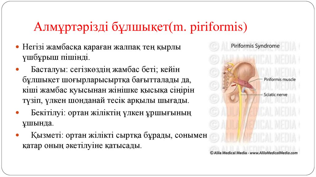 Алмұртәрізді бұлшықет(m. piriformis)