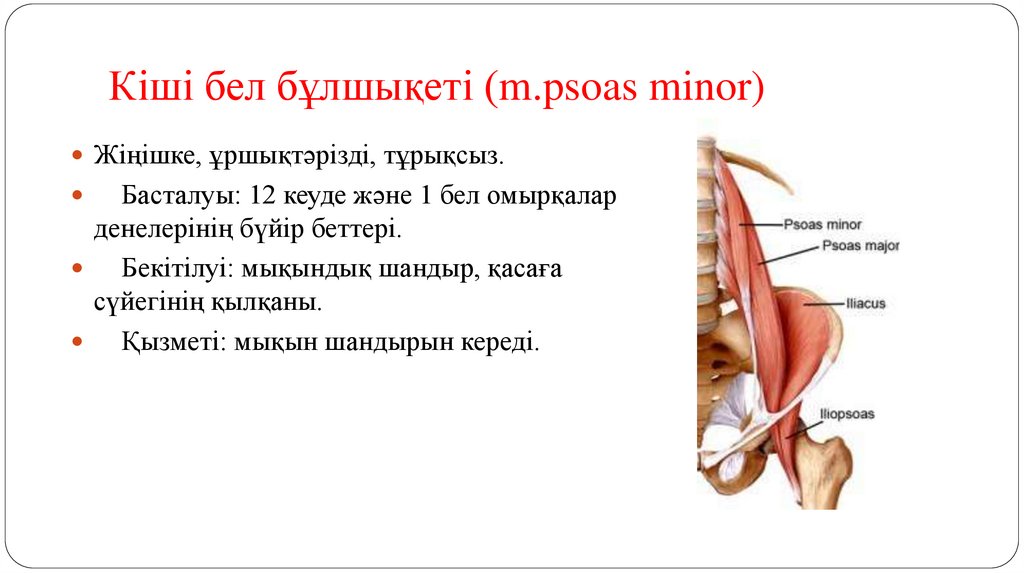 Кіші бел бұлшықеті (m.psoas minor)