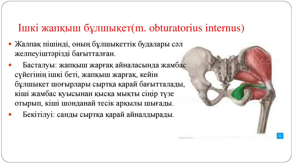 Ішкі жапқыш бұлшықет(m. obturatorius internus)