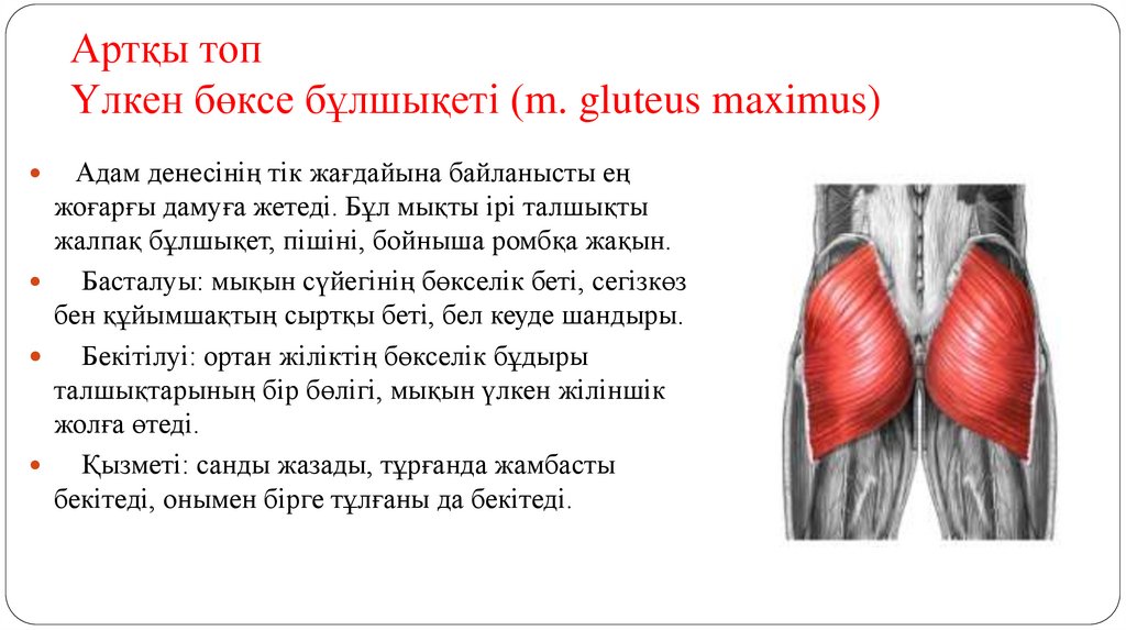 Артқы топ Үлкен бөксе бұлшықеті (m. gluteus maximus)