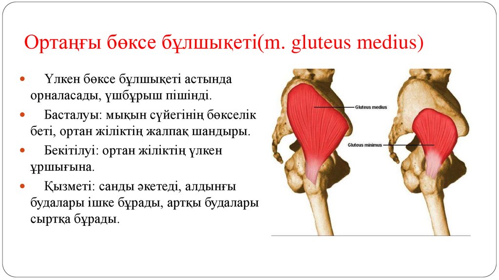 Ортаңғы бөксе бұлшықеті(m. gluteus medius)
