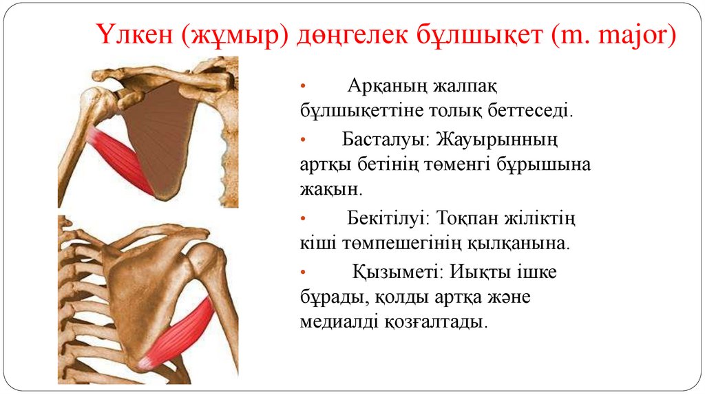 Үлкен (жұмыр) дөңгелек бұлшықет (m. major)