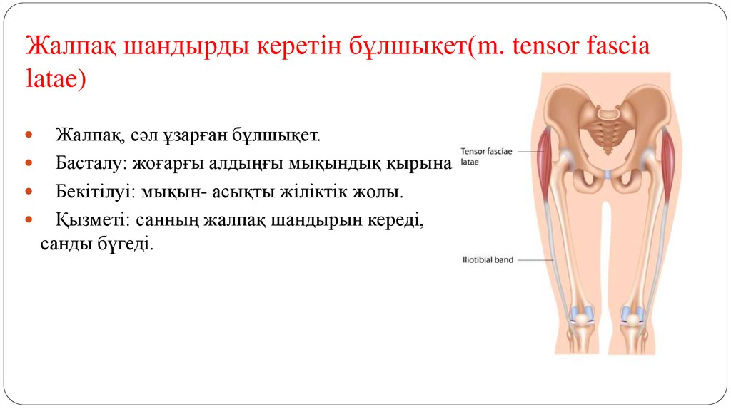 Жалпақ шандырды керетін бұлшықет(m. tensor fascia latae)
