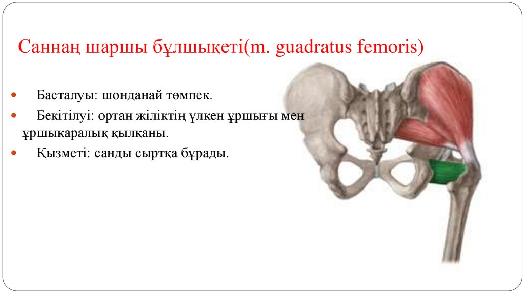 Саннаң шаршы бұлшықеті(m. guadratus femoris)