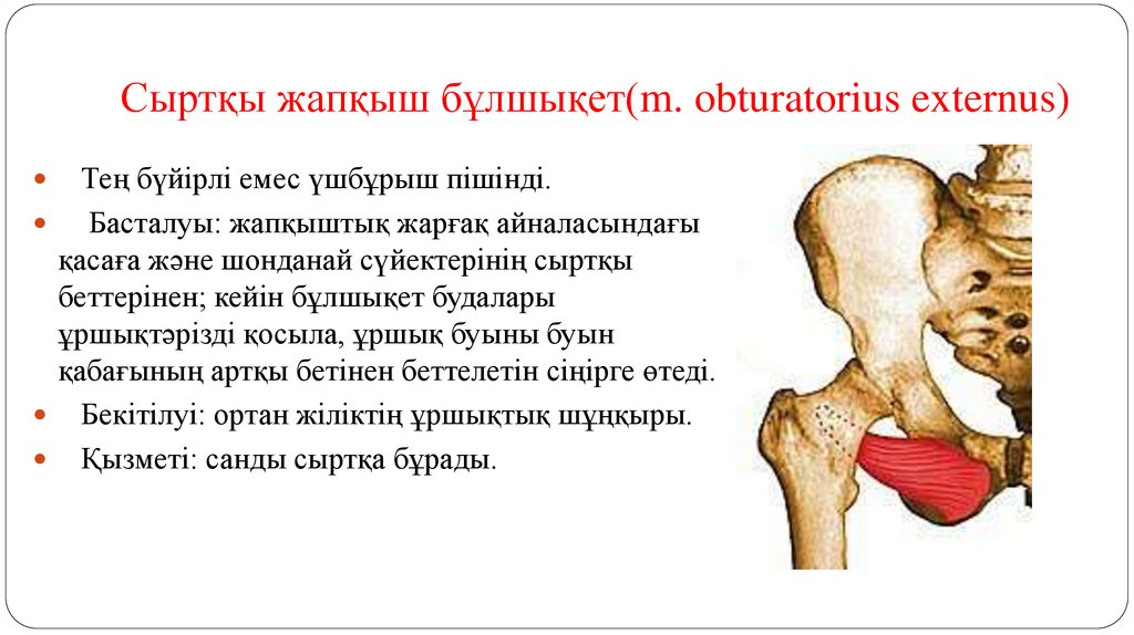 Сыртқы жапқыш бұлшықет(m. obturatorius externus)