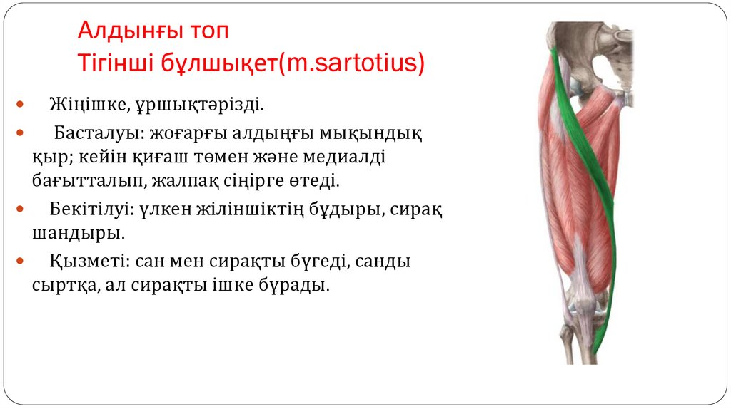 Алдынғы топ Тігінші бұлшықет(m.sartotius)
