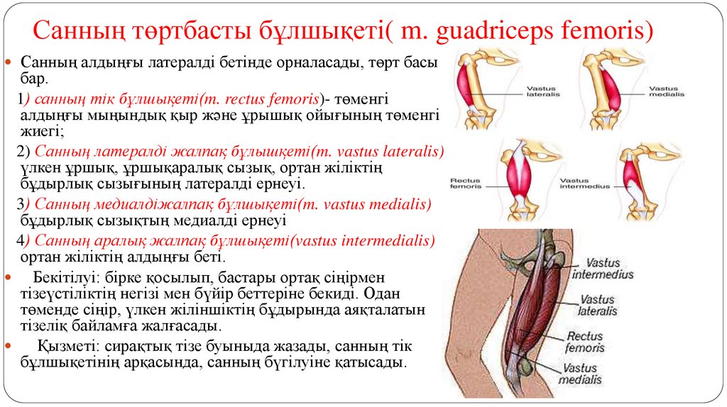 Санның төртбасты бұлшықеті( m. guadriceps femoris)
