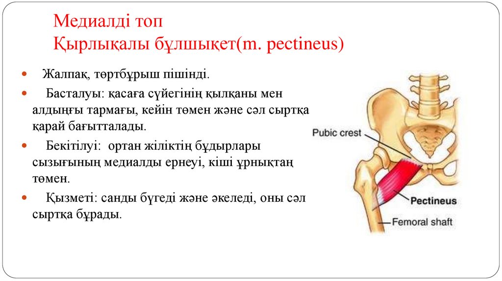 Медиалді топ Қырлықалы бұлшықет(m. pectineus)