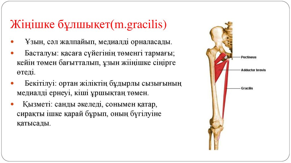 Жіңішке бұлшықет(m.gracilis)