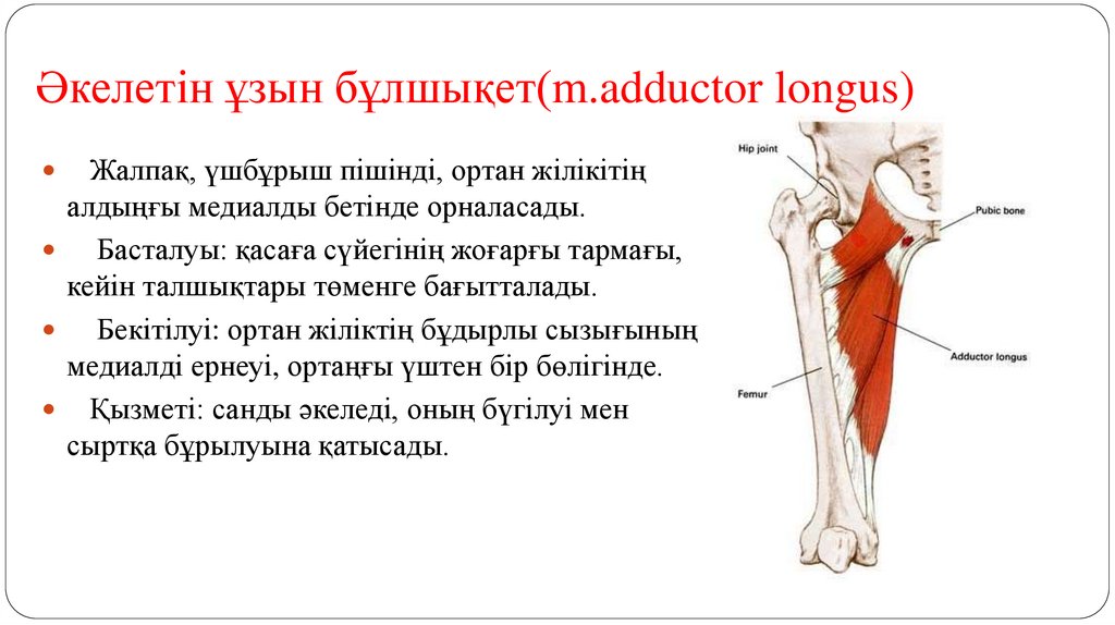 Әкелетін ұзын бұлшықет(m.adductor longus)