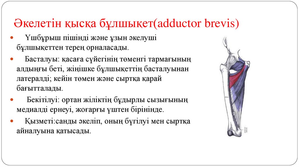 Әкелетін қысқа бұлшықет(adductor brevis)