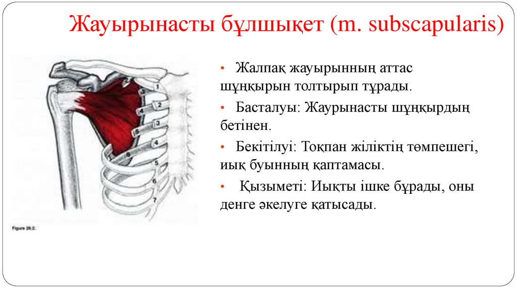 Жауырынасты бұлшықет (m. subscapularis)
