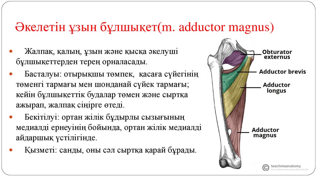 Әкелетін ұзын бұлшықет(m. adductor magnus)