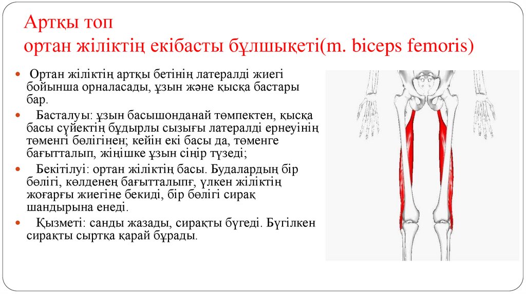 Артқы топ ортан жіліктің екібасты бұлшықеті(m. biceps femoris)