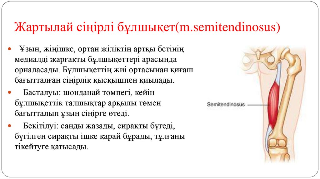 Жартылай сіңірлі бұлшықет(m.semitendinosus)