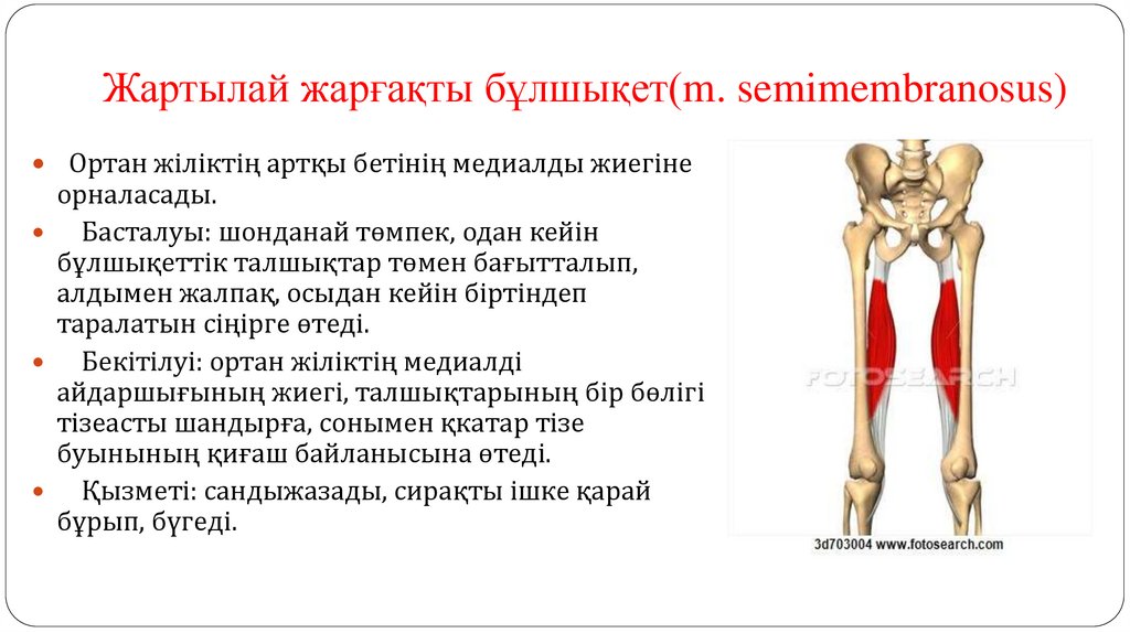 Жартылай жарғақты бұлшықет(m. semimembranosus)