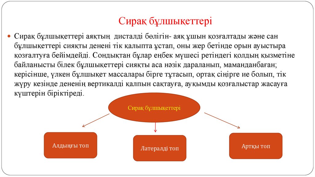 Сирақ бұлшықеттері