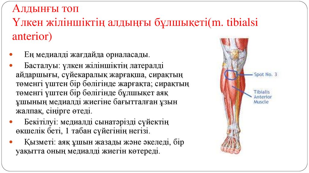 Алдынғы топ Үлкен жіліншіктің алдыңғы бұлшықеті(m. tibialsi anterior)