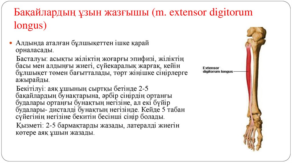 Бақайлардың ұзын жазғышы (m. extensor digitorum longus)