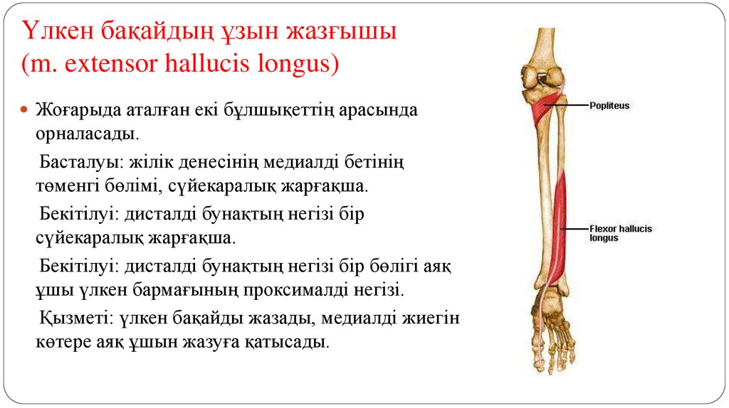 Үлкен бақайдың ұзын жазғышы (m. extensor hallucis longus)