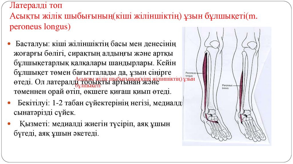 Латералді топ Асықты жілік шыбығының(кіші жіліншіктің) ұзын бұлшықеті(m. peroneus longus)