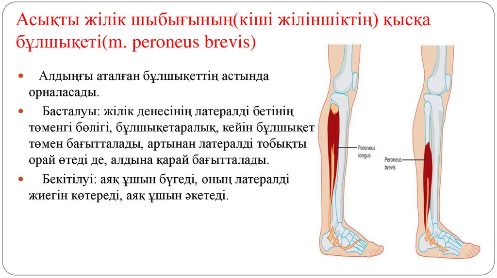 Асықты жілік шыбығының(кіші жіліншіктің) қысқа бұлшықеті(m. peroneus brevis)