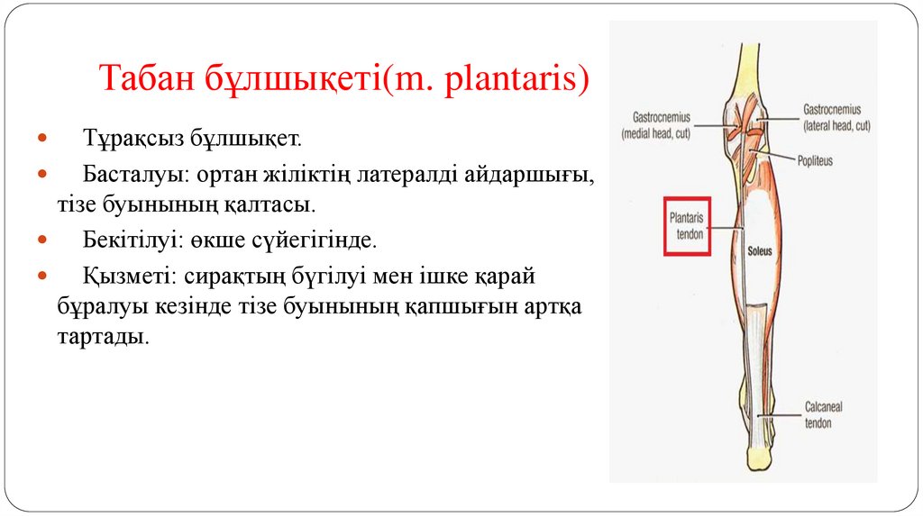 Табан бұлшықеті(m. plantaris)
