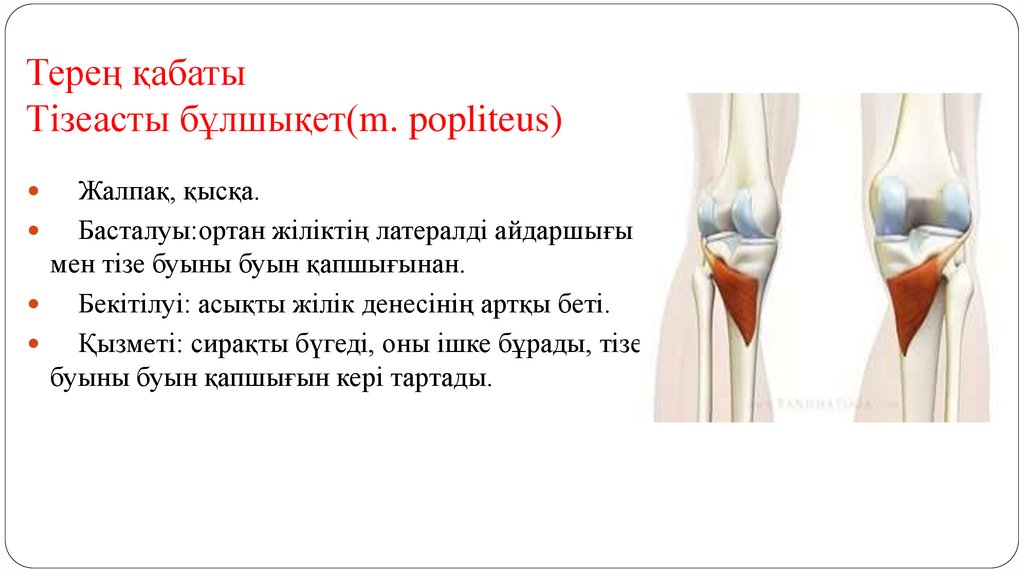 Терең қабаты Тізеасты бұлшықет(m. popliteus)