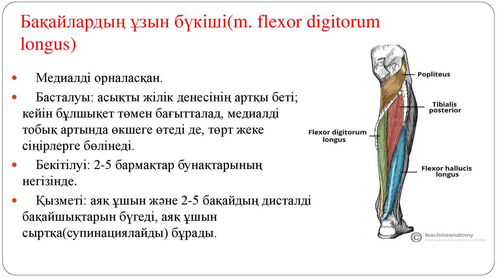 Бақайлардың ұзын бүкіші(m. flexor digitorum longus)