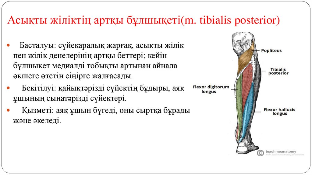 Асықты жіліктің артқы бұлшықеті(m. tibialis posterior)