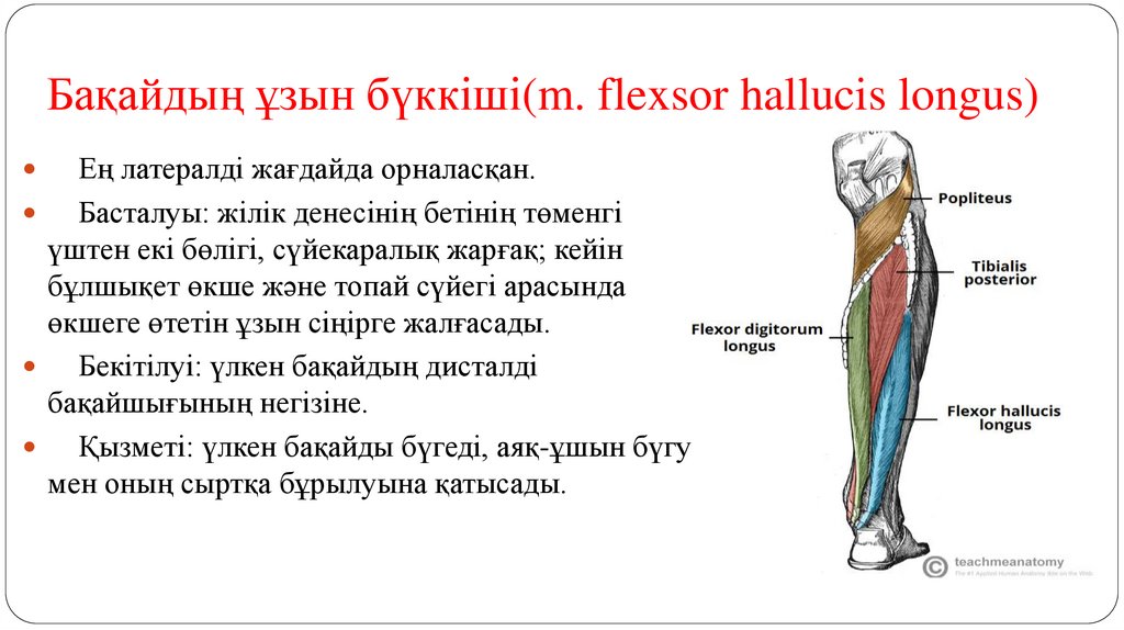 Бақайдың ұзын бүккіші(m. flexsor hallucis longus)