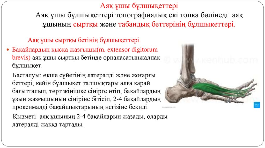 Аяқ ұшы бұлшықеттері Аяқ ұшы бұлшықеттері топографиялық екі топқа бөлінеді: аяқ ұшының сыртқы және табандық беттерінің