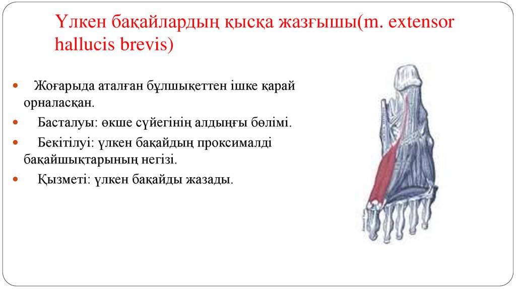 Үлкен бақайлардың қысқа жазғышы(m. extensor hallucis brevis)
