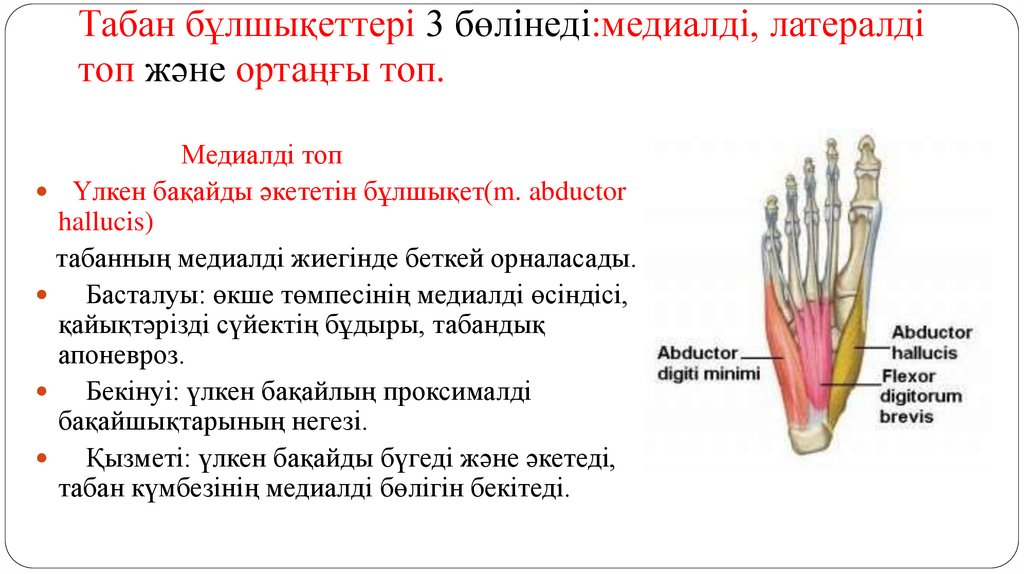 Табан бұлшықеттері 3 бөлінеді:медиалді, латералді топ және ортаңғы топ.