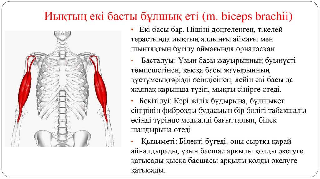 Иықтың екі басты бұлшық еті (m. biceps brachii)