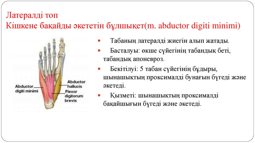 Латералді топ Кішкене бақайды әкететін бұлшықет(m. abductor digiti minimi)
