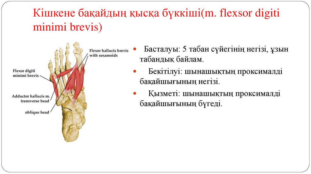 Кішкене бақайдың қысқа бүккіші(m. flexsor digiti minimi brevis)