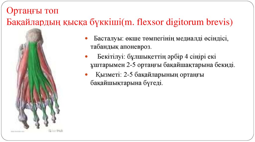Ортаңғы топ Бақайлардың қысқа бүккіші(m. flexsor digitorum brevis)