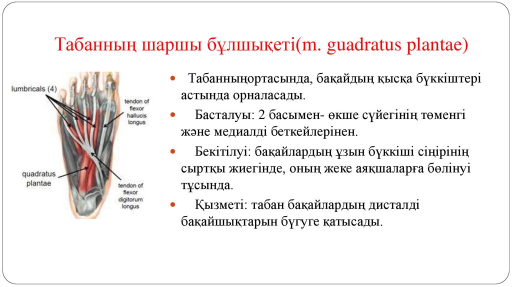 Табанның шаршы бұлшықеті(m. guadratus plantae)